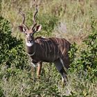 "Kleiner Kudu"-Bock