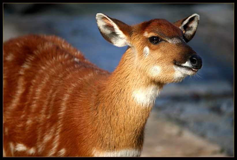 Kleiner Kudu