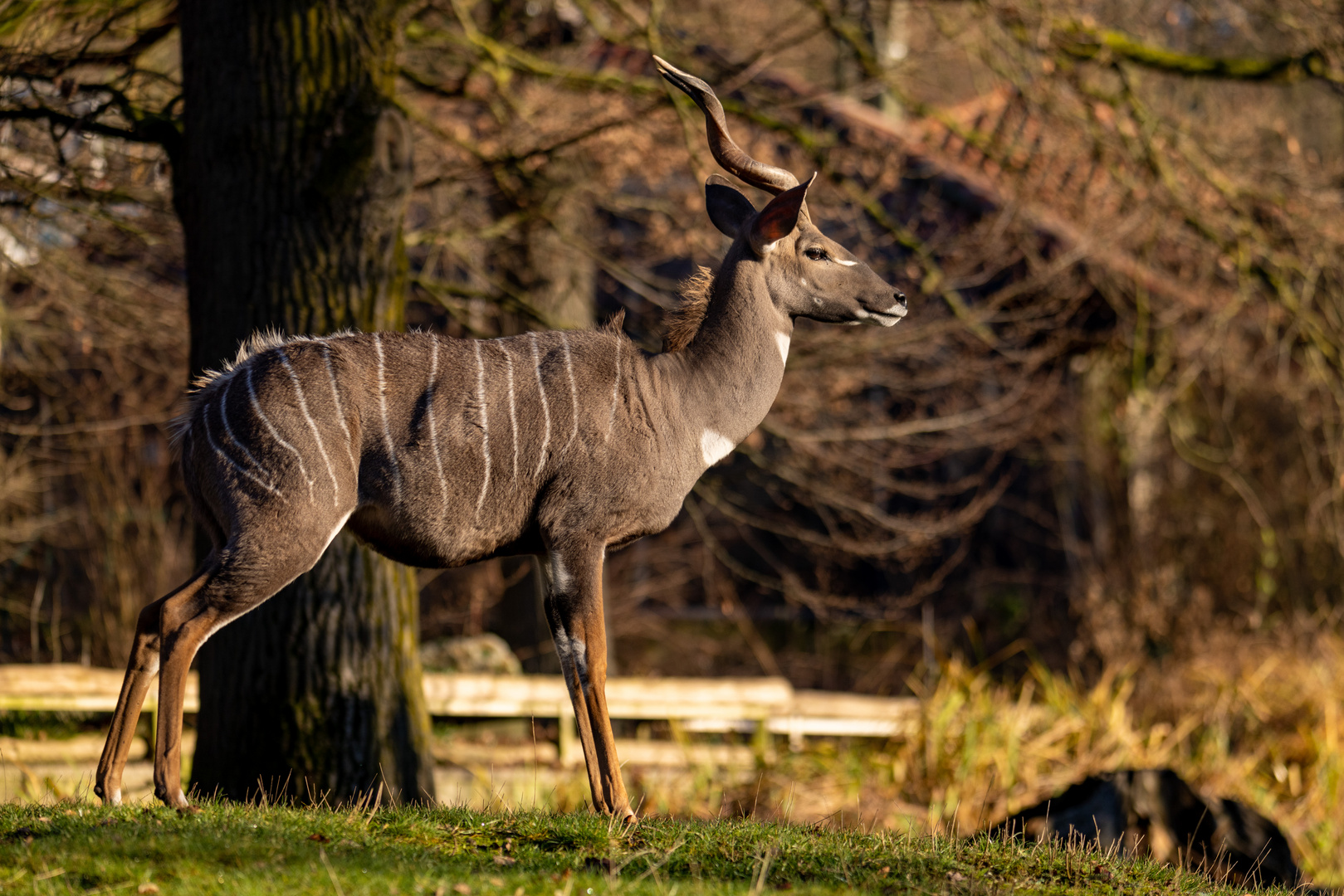 kleiner Kudu