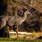 kleiner Kudu