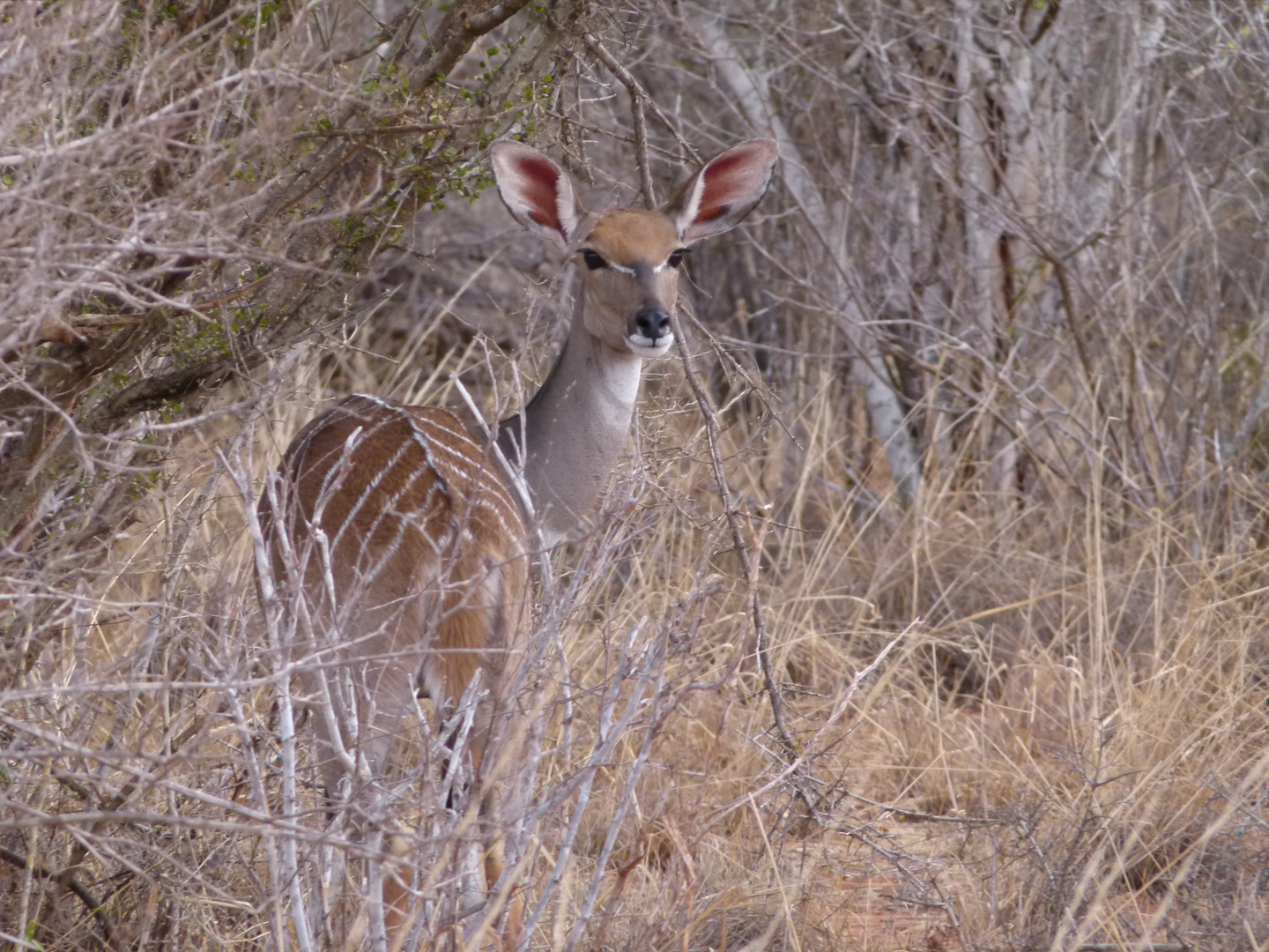 Kleiner Kudu Weibchen im Tsavo West