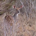 Kleiner Kudu Weibchen im Tsavo West