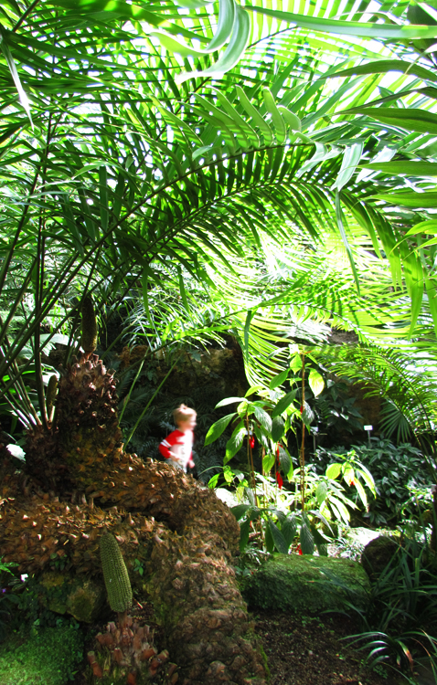 Kleiner Läufer im botanischen Garten