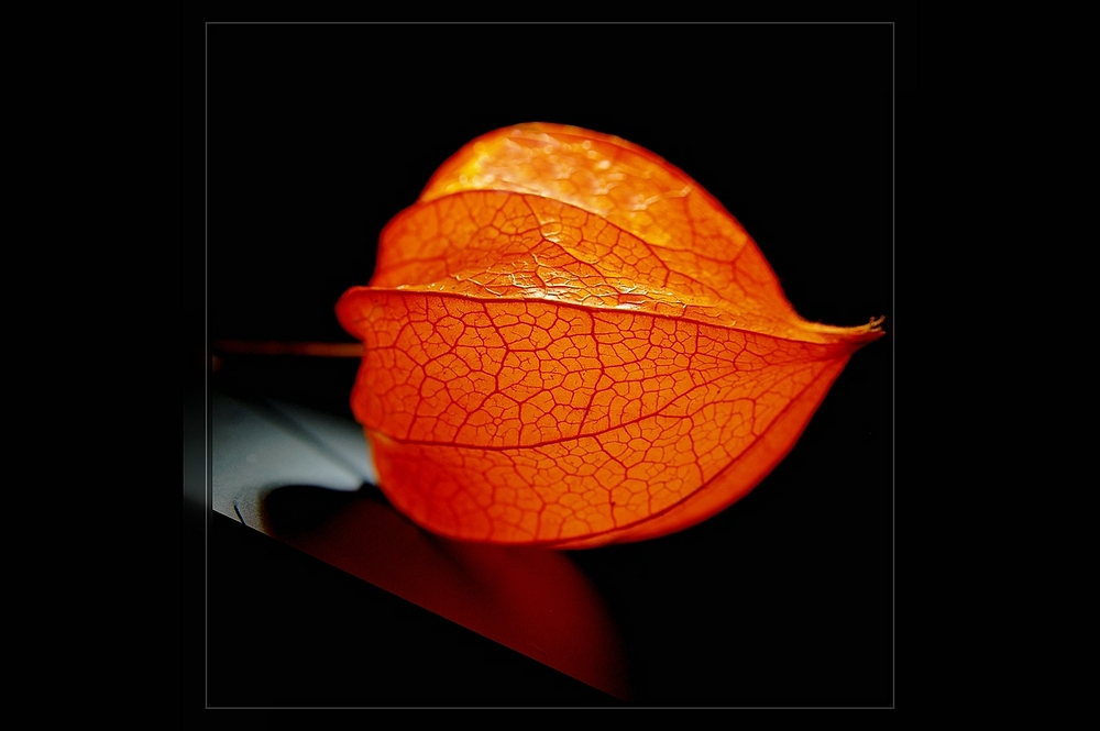 Kleiner Lampion (Physalis)