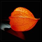 Kleiner Lampion (Physalis)