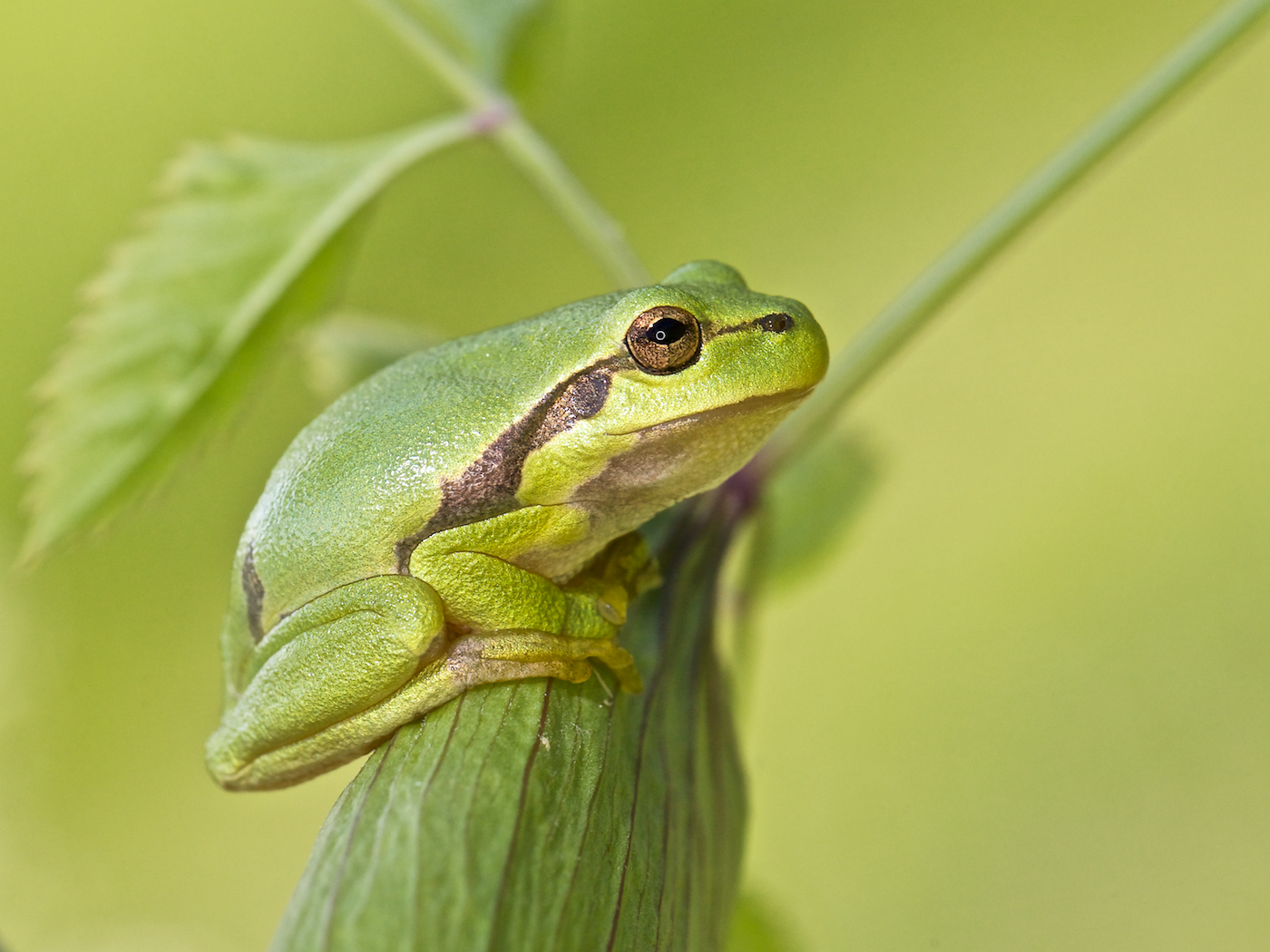 Kleiner Laubfrosch