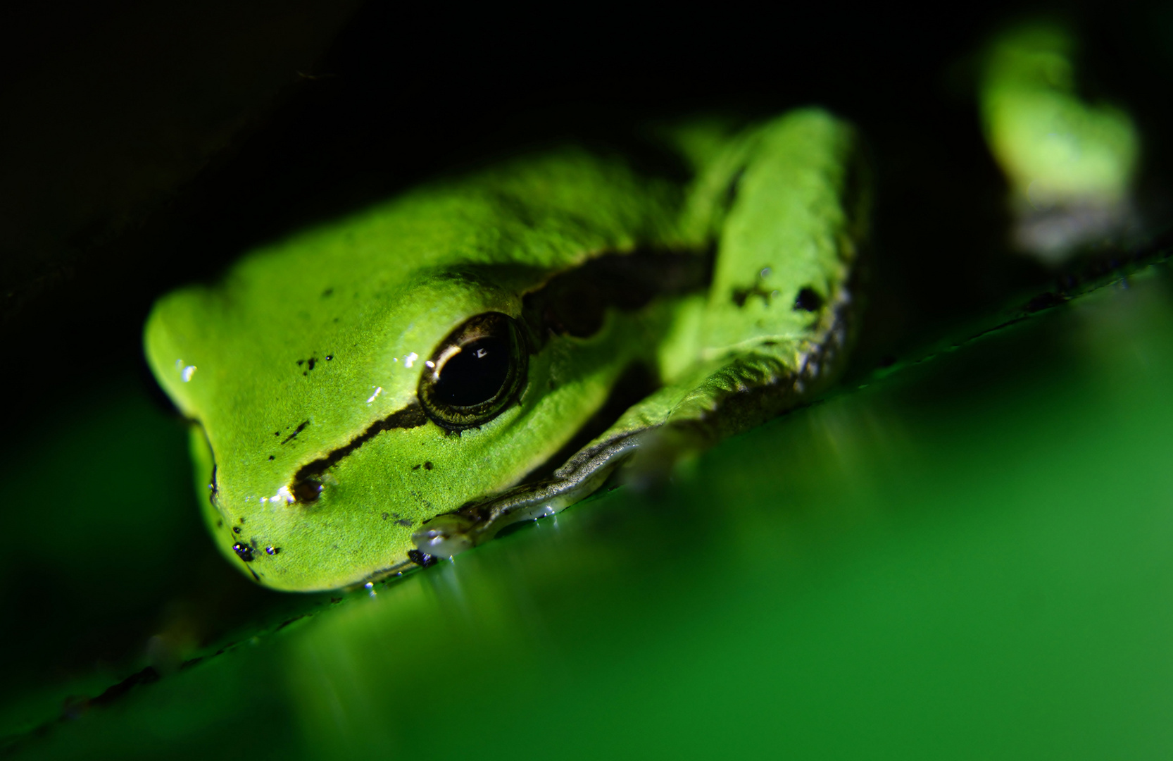 kleiner Laubfrosch