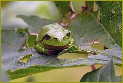 Kleiner Laubfrosch