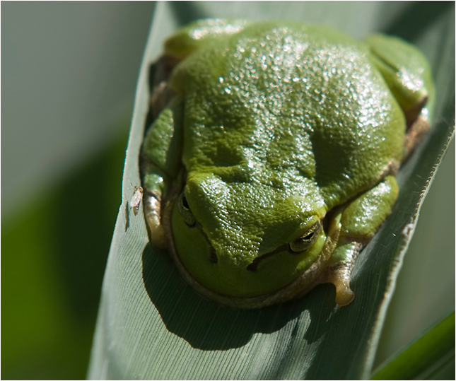 - kleiner Laubfrosch -