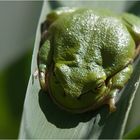 - kleiner Laubfrosch -