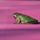 Kleiner Laubfrosch auf dem rosa Sonnenschirm