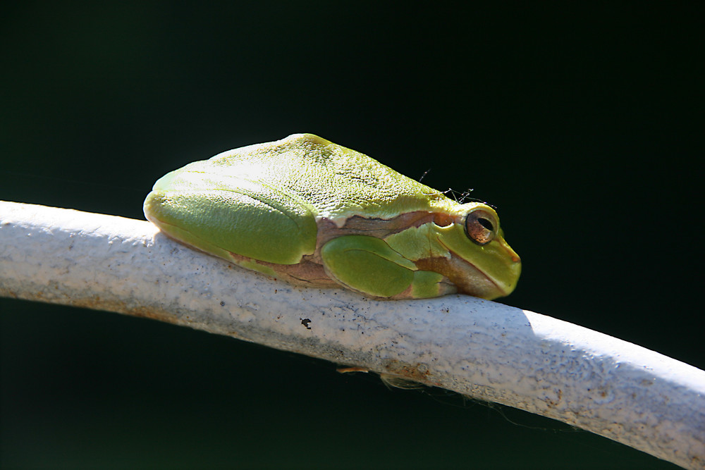 kleiner Laubfrosch