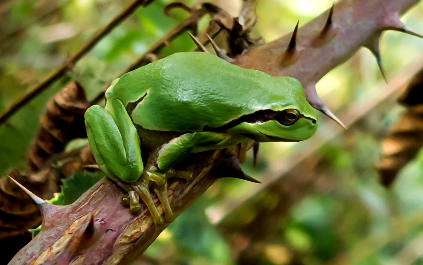 kleiner Laubfrosch