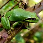 kleiner Laubfrosch