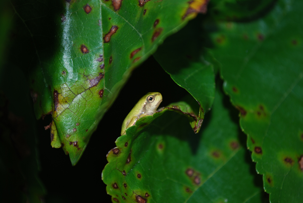 kleiner Laubfrosch - noch in Entwicklung