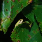 kleiner Laubfrosch - noch in Entwicklung