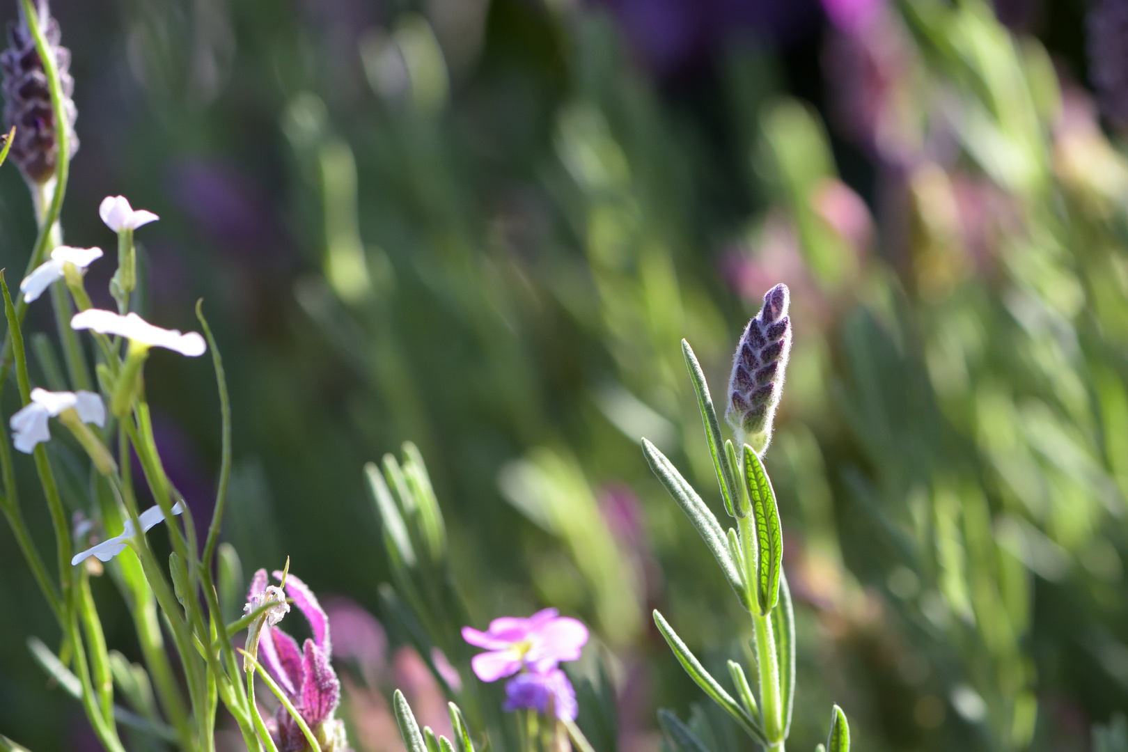 Kleiner Lavendel bei mir zu Haus Makro