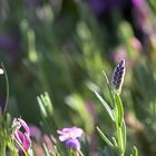 Kleiner Lavendel bei mir zu Haus Makro