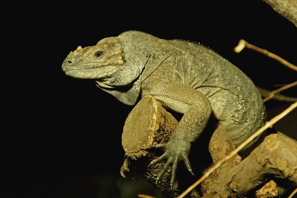 kleiner Leguan?