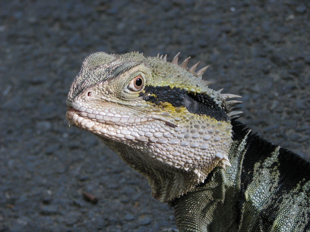 kleiner Leguan