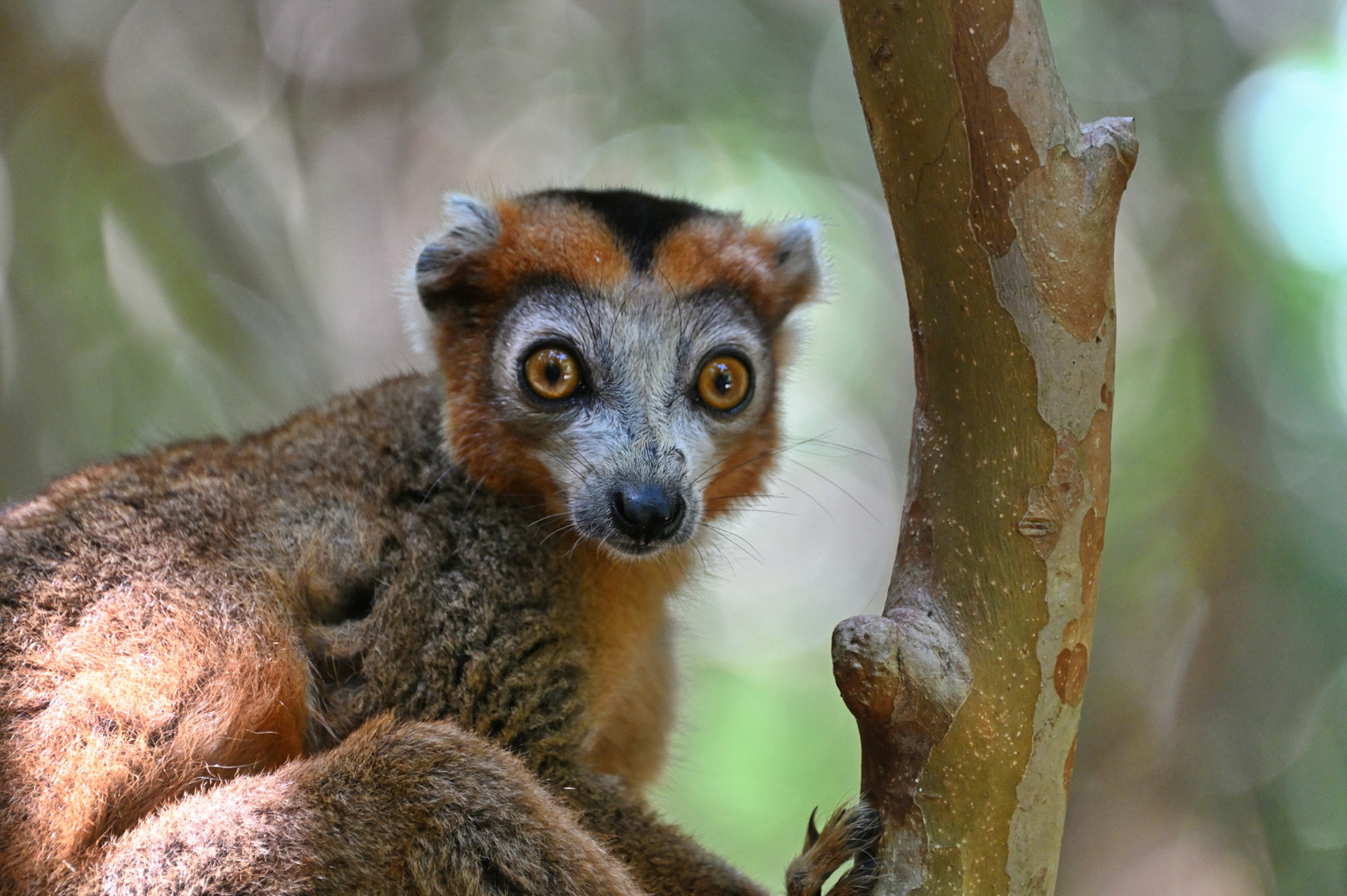 Kleiner Lemur