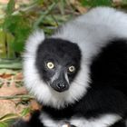 Kleiner Lemur