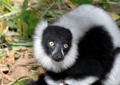 Kleiner Lemur