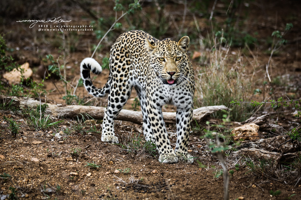 Kleiner Leopard