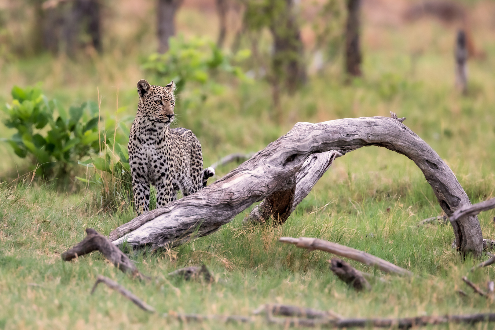 Kleiner Leopard