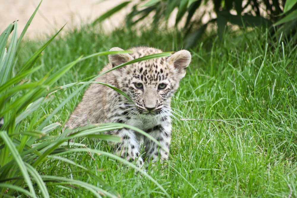Kleiner Leopard