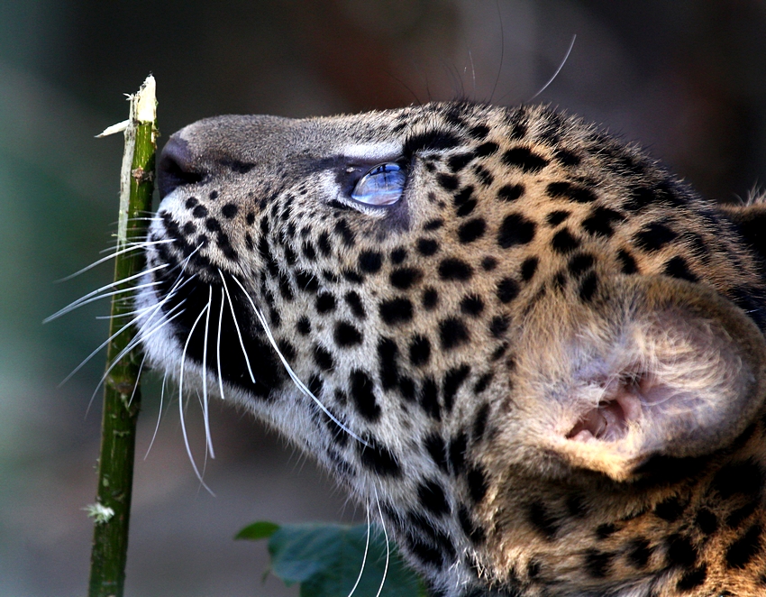 Kleiner Leopard Mit Blauen Augen Foto Bild Tiere Zoo Wildpark Falknerei Saugetiere Bilder Auf Fotocommunity