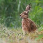 Kleiner Lepus