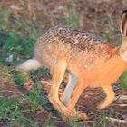 Kleiner Lepus im Abendlicht