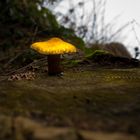 kleiner leuchtender Pilz