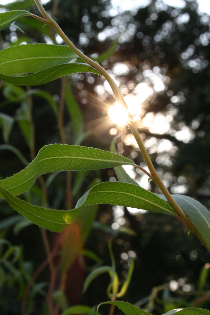 kleiner Lichtblick