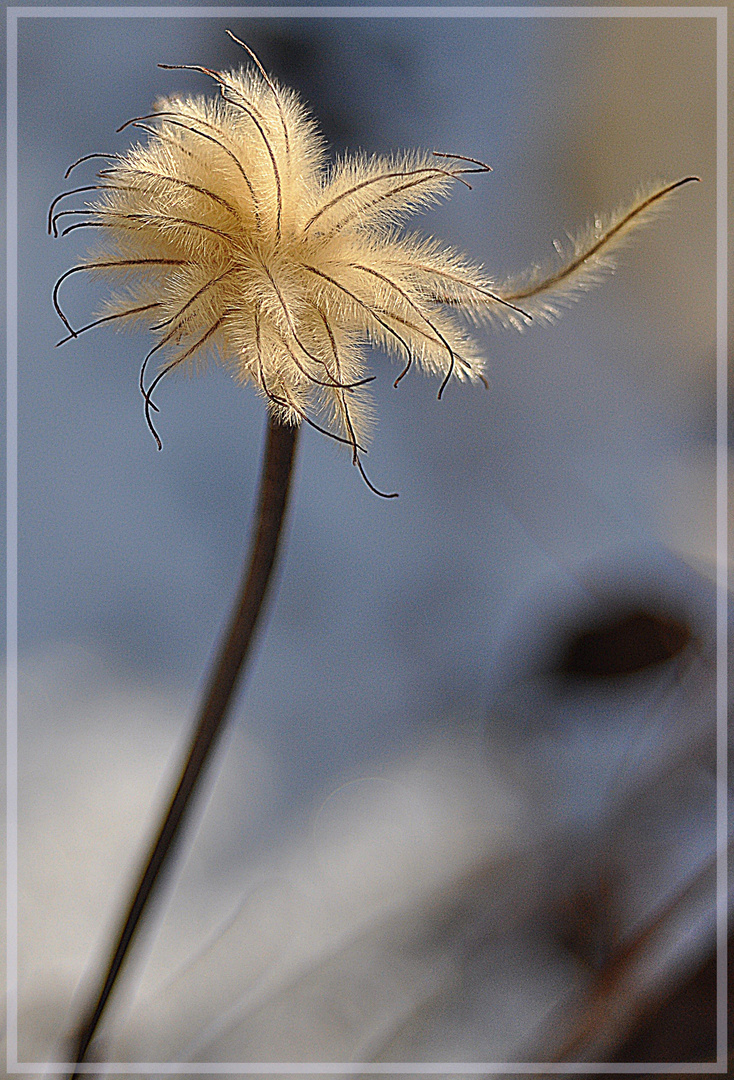 Kleiner Lichtblick in der Winterzeit