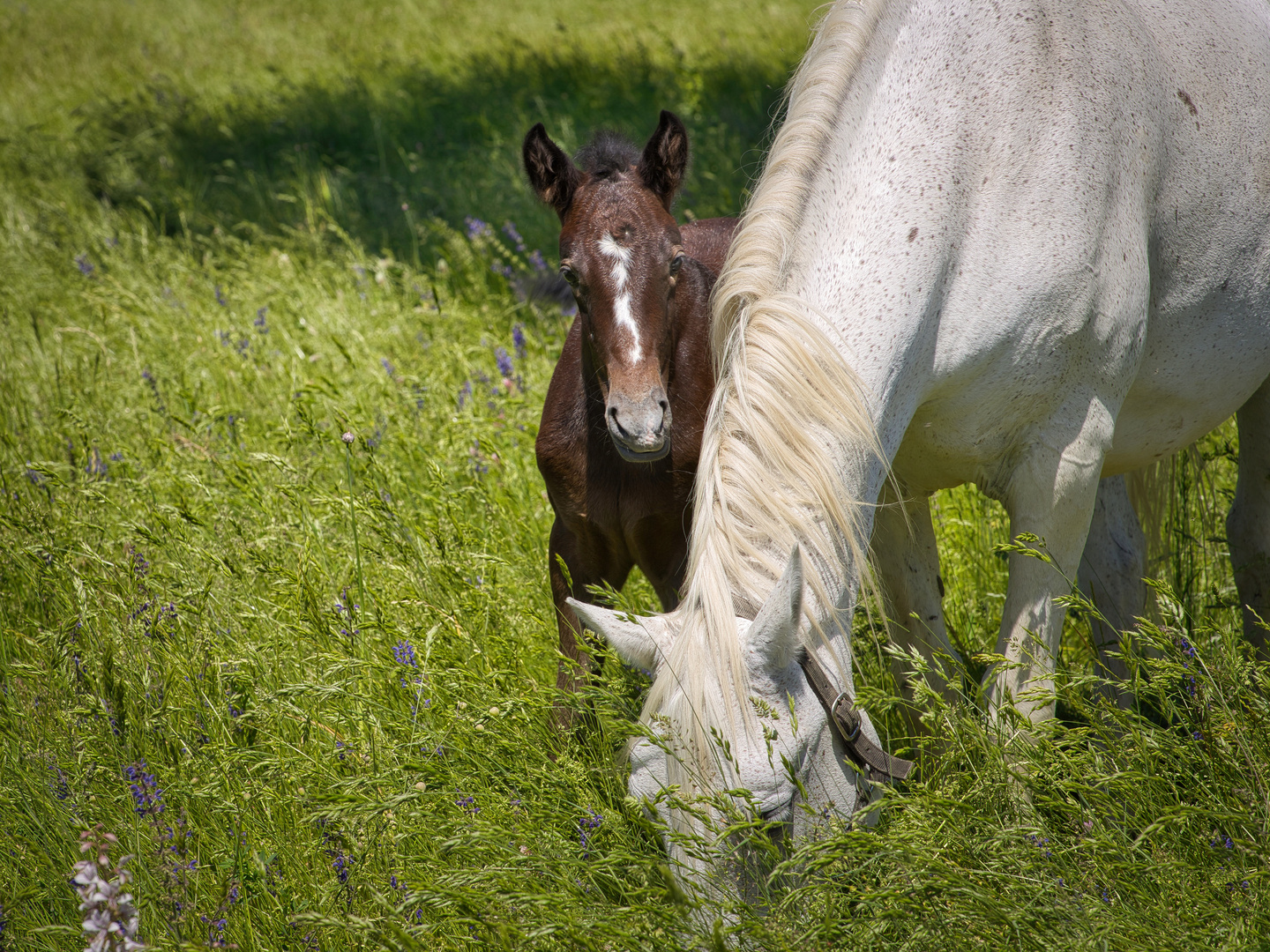 Kleiner Lipizzaner 