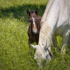 Kleiner Lipizzaner 