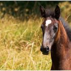 kleiner Lipizzaner-Hengst...