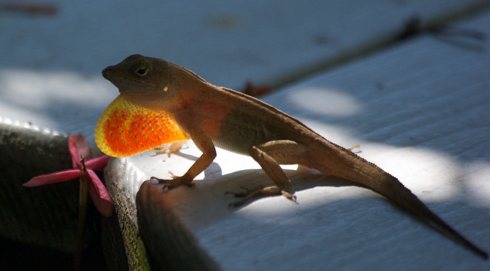 Kleiner Lizard auf Key West