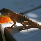 Kleiner Lizard auf Key West