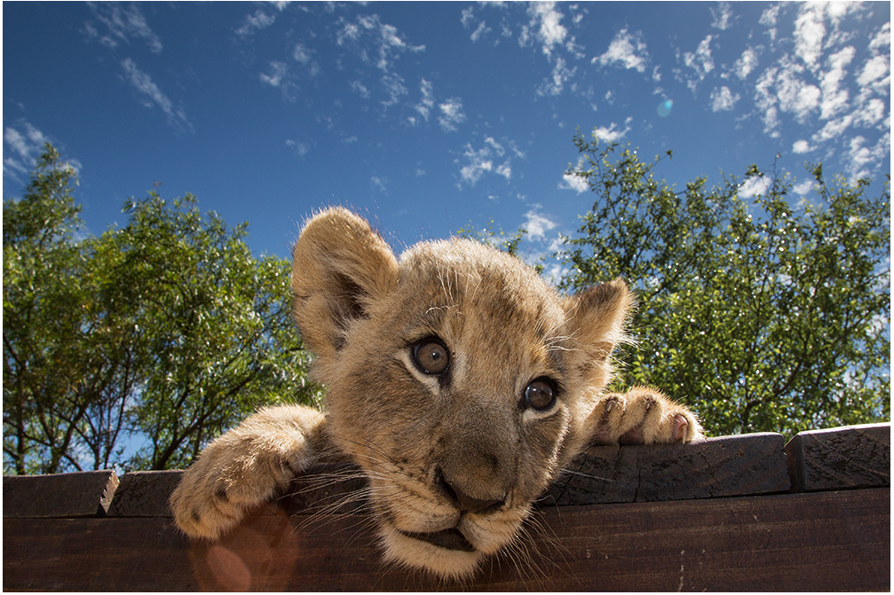 Kleiner Löwe Foto & Bild tiere, zoo, wildpark & falknerei, säugetiere