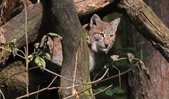 Kleiner Luchs