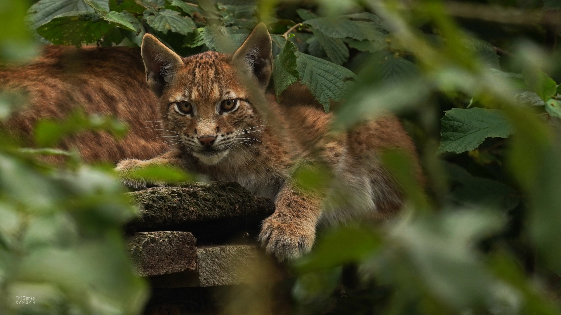 Kleiner Luchs