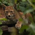 Kleiner Luchs