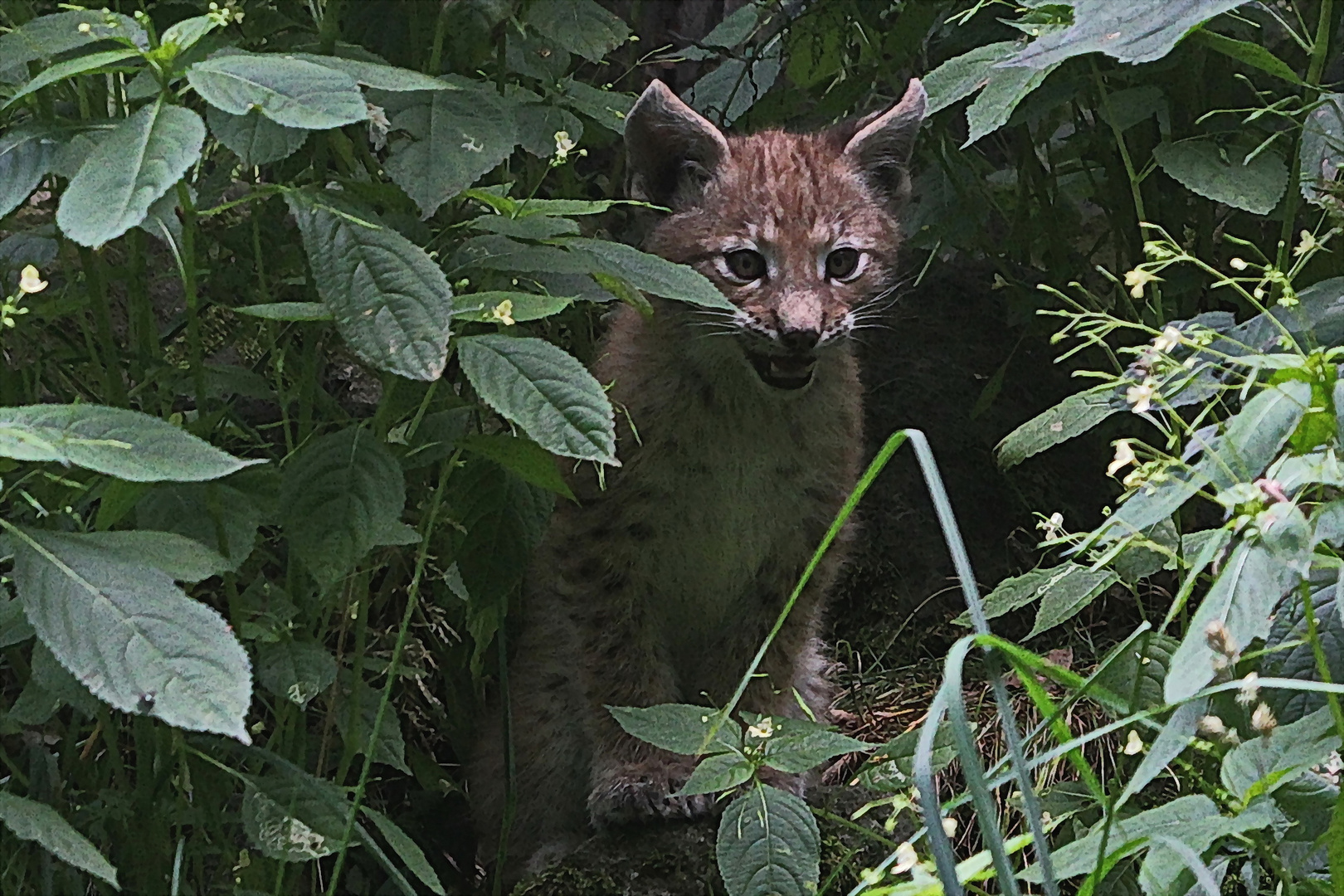 kleiner Luchs