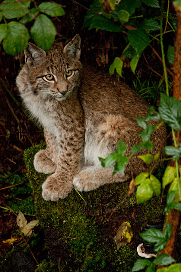 kleiner Luchs