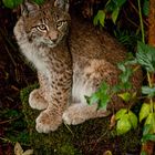 kleiner Luchs