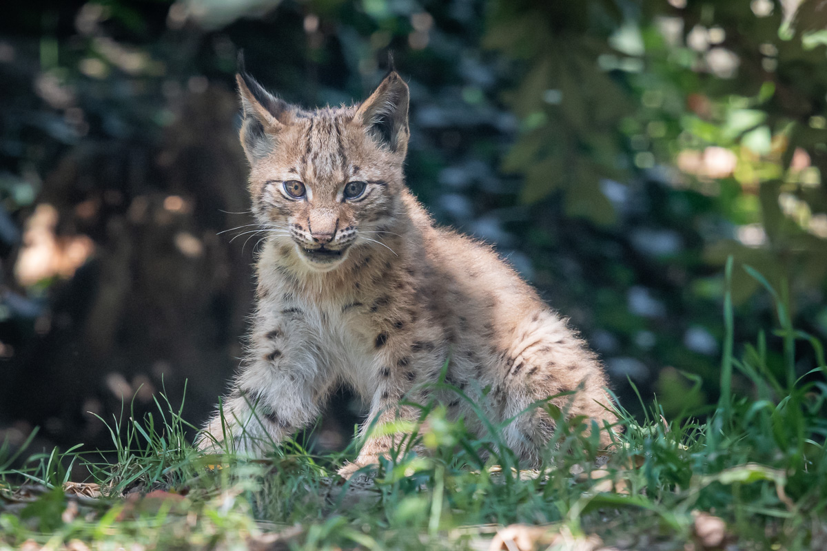 kleiner Luchs