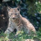 kleiner Luchs